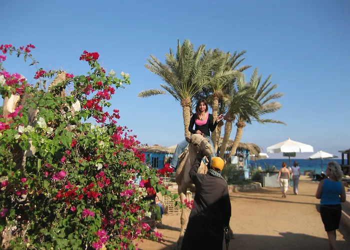 Habiba 2*